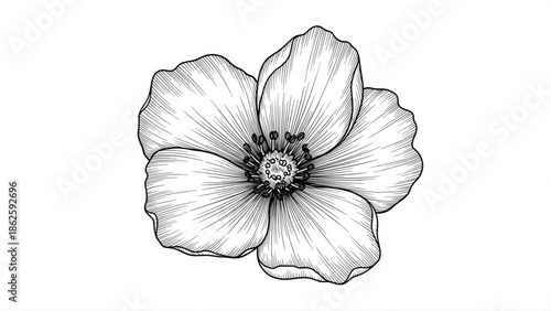 Hand Drawn Sketch of a Single Flower bloom petal