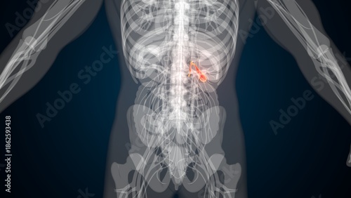Male red gallbladder anatomy with colourful background. 3d render
