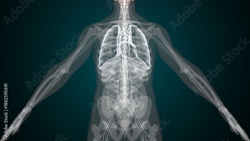 Foto Male X ray anatomy with colourful background. 3d render