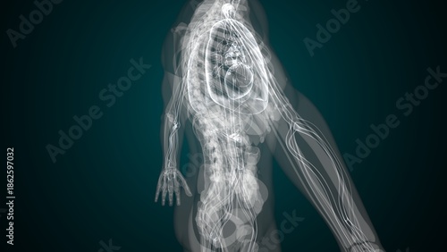 Tableau sur toile Male X ray anatomy with colourful background. 3d render