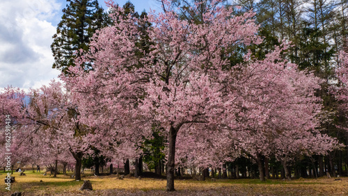 Wallpaper Mural 満開の桜の花　花見　長野県 Torontodigital.ca