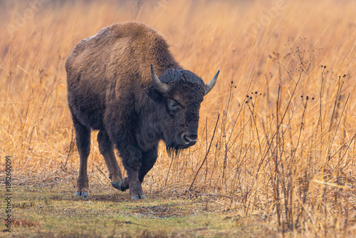 An American bison walks thru a pasture at the Kankakee Sands Nature Preserve in northern Indiana