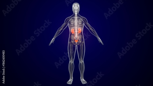 Human kidneys in red colour anatomy. 3d render