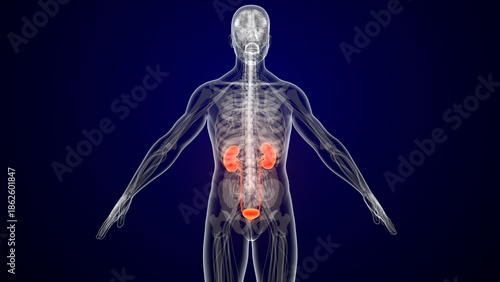 Human kidney urinary system anatomy in red colour. 3d illustrations