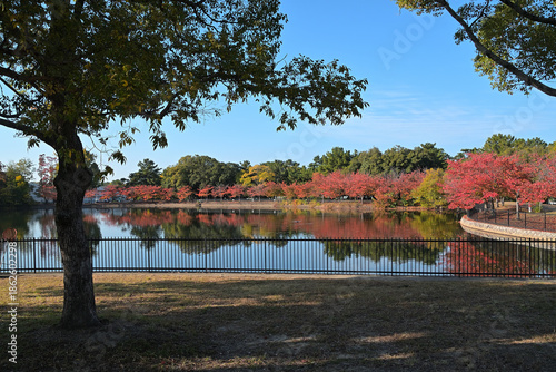 池の周りに紅葉した桜並木がある風景