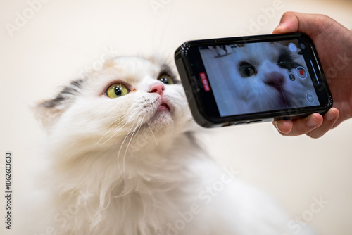 Cat looking at phone