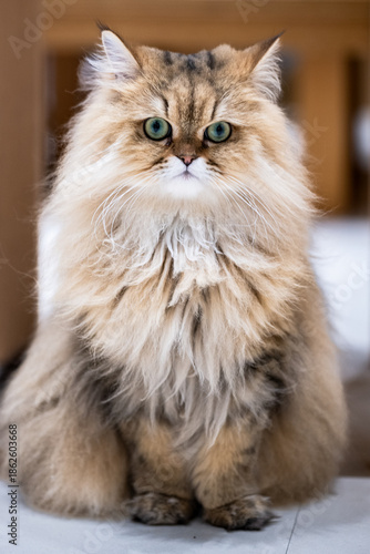 Portrait of cat