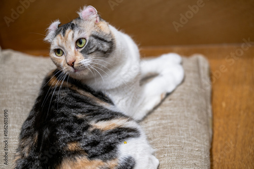 cat resting on cushion