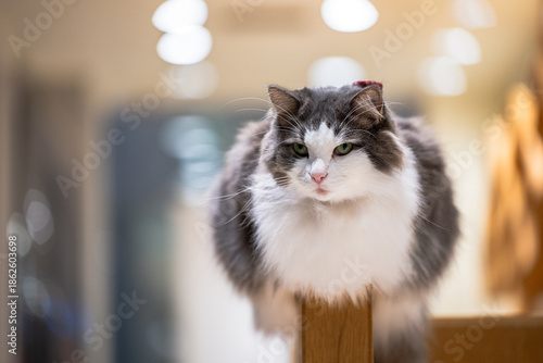 cat resting on wall
