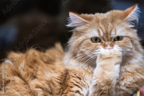 portrati of cat deep in thought