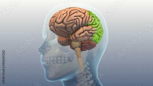 Occipital Lobe Disorder Leading to light sensitivity and Blurred Vision
