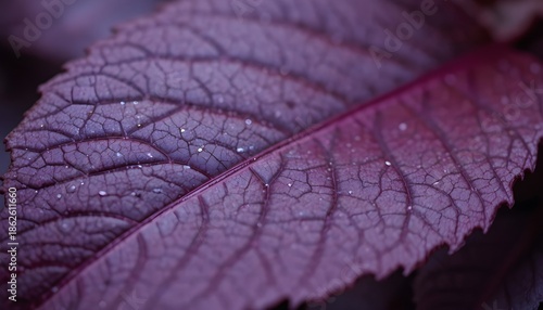 Close-up nature view of vibrant purple leaves forming a rich textured background with organic details