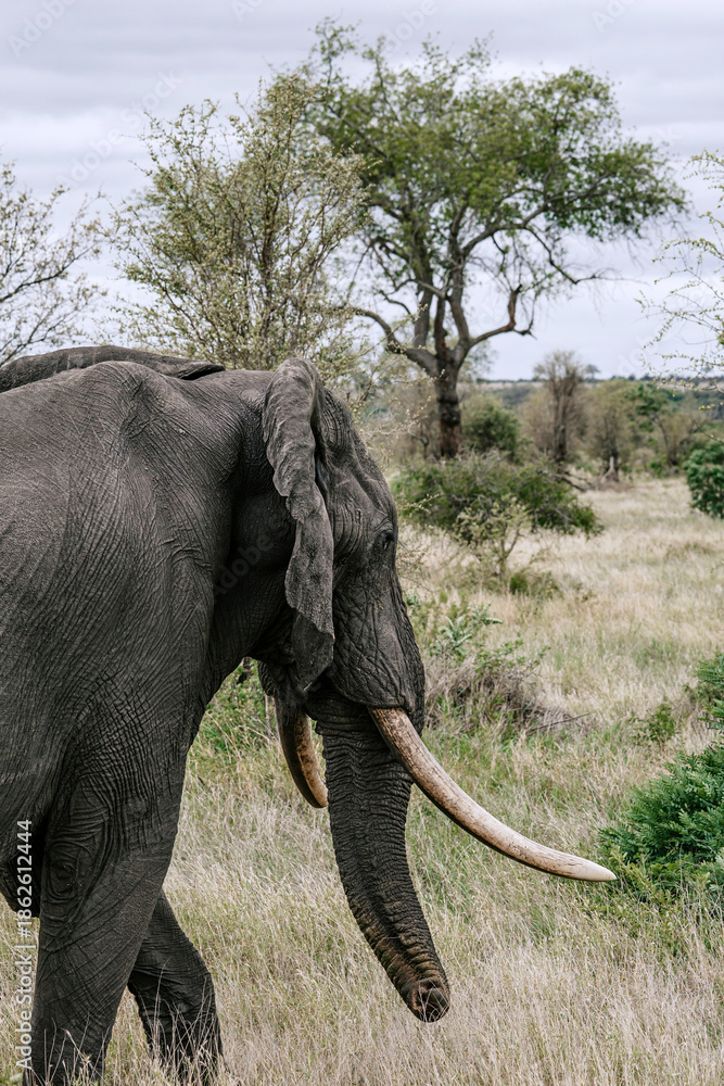 Obraz premium Elephant walks into the savannah. Safari in savanna, South Africa, Kruger National Park. Animals natural habitat, wildlife, wild nature