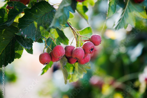 Ripe berries   large-fruited hawthorn  hanging on a branch tree in the orchard