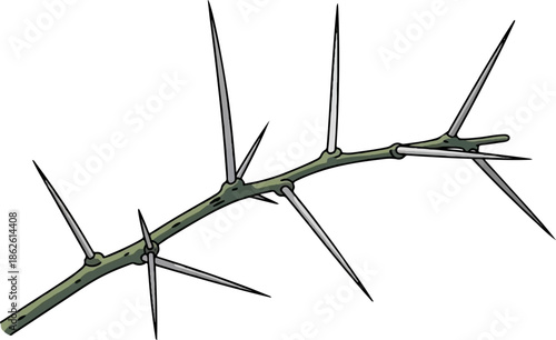 A thorny, green-brown branch with numerous sharp, pointed spines extends horizontally across a white background