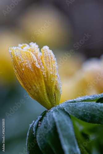 Blossoms of winter aconite (Eranthis hyemalis) with hoar frost
