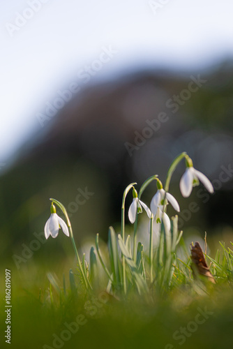 Blossoms of snopdrop flowers (Galanthus) in the winter sun