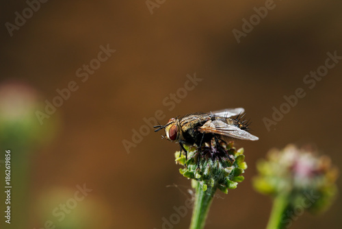 Wallpaper Mural Fly, shot in the wild, close-up picture Torontodigital.ca
