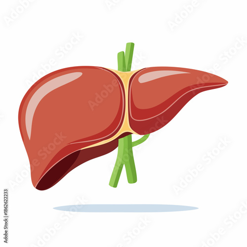 Anatomical illustration of a human liver from a frontal viewpoint showcasing its lobes and associated ducts