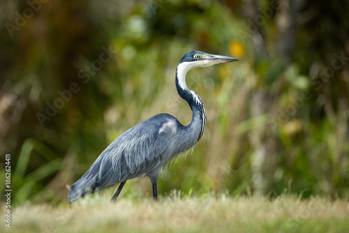 A Black-headed Heron (Ardea melanocephala) searching for food in the Cape fynbos