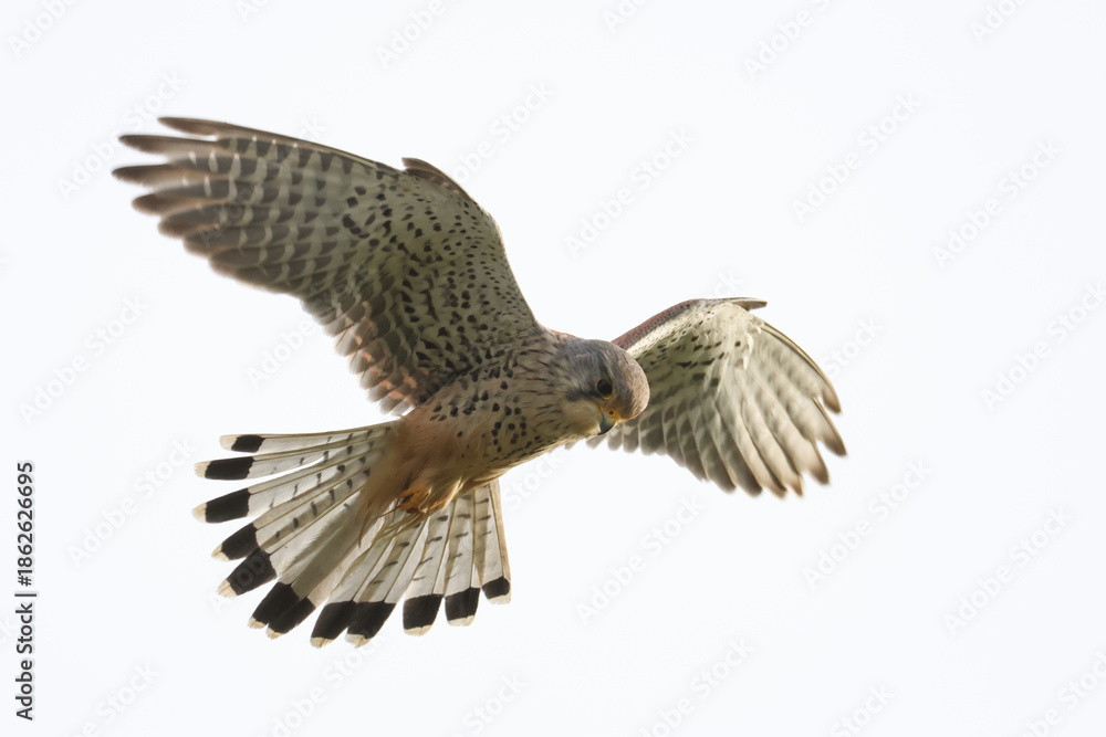 Fototapeta premium A magnificent hunting Kestrel, Falco tinnunculus, hovering in the sky.
