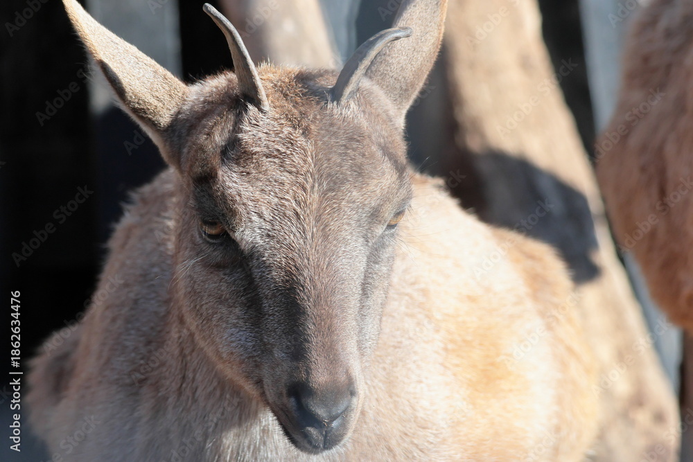 Fototapeta premium マーコール