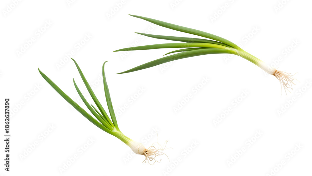 Fototapeta premium Two fresh, vibrant green onions isolated against a stark black backdrop. Roots and crisp stems are visible