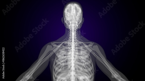 Fotografie Male X ray anatomy with colourful background. 3d render