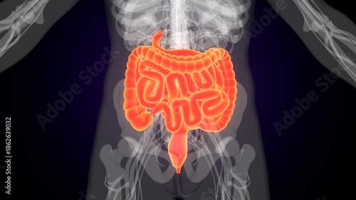 Human red colour small intestine anatomy. 3d illustrations