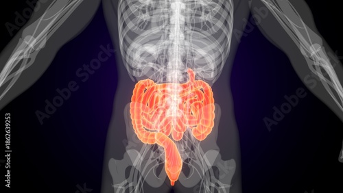 Human red colour small intestine anatomy. 3d illustrations
