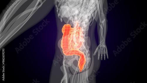 Human red colour small intestine anatomy. 3d illustrations