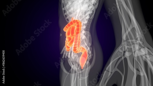 Human red colour small intestine anatomy. 3d illustrations