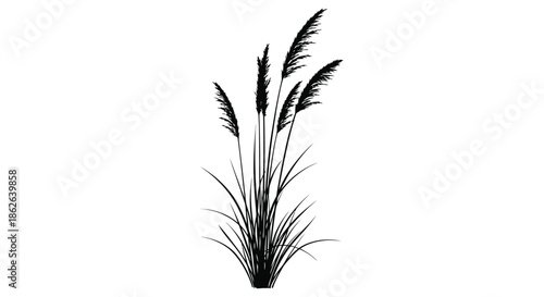 Elegant reeds and grasses detailed in a striking black and white silhouette