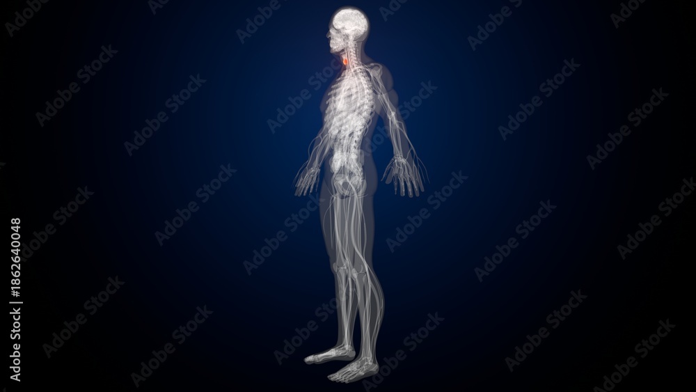 Obraz premium Male red thyroid anatomy. 3d render