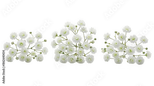 Three clusters of white baby's breath flowers isolated on transparent background