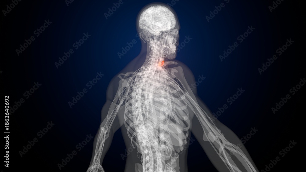 Obraz premium Male red thyroid anatomy. 3d render