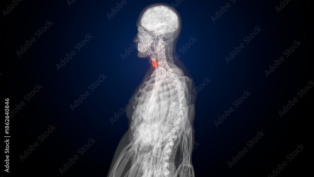 Obraz premium Male red thyroid anatomy. 3d render