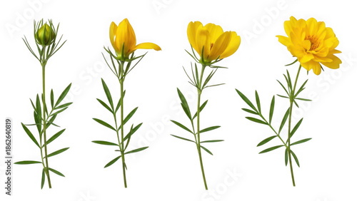 Four stages of yellow flower blooming isolated on transparent background