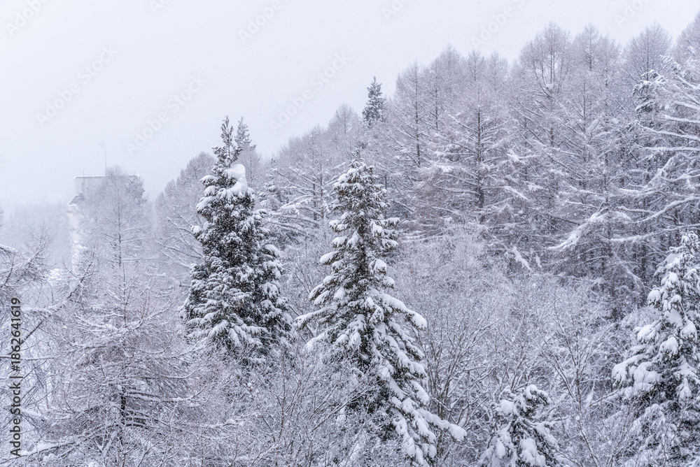 Obraz premium 雪景色
