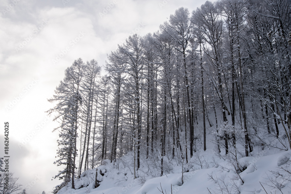 Fototapeta premium 雪景色