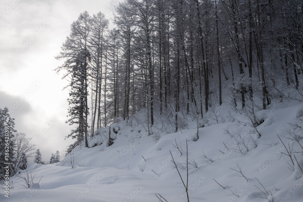 Obraz premium 雪景色