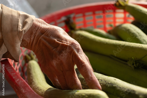 An elderly hand picking fresh green luffa vegetables in a red basket, symbolizing harvest, experience, and organic farming in rural area