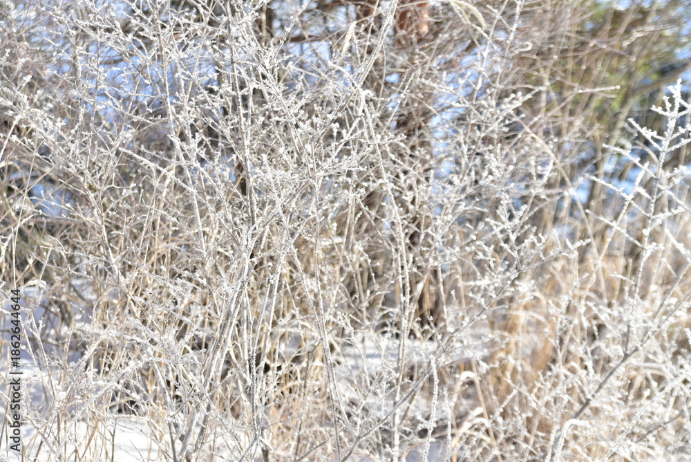 Fototapeta premium 雪景色