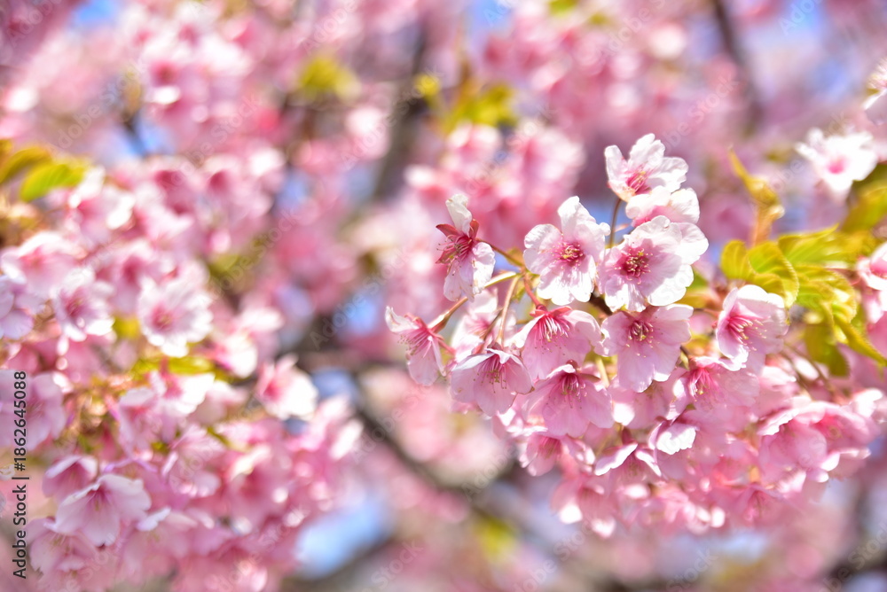 Fototapeta premium 桜