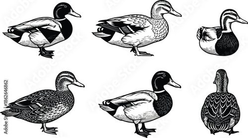 Vintage duck vector illustration set, black and white engraved style, detailed bird poses, wildlife drawing, nature sketch, farm animal artwork
