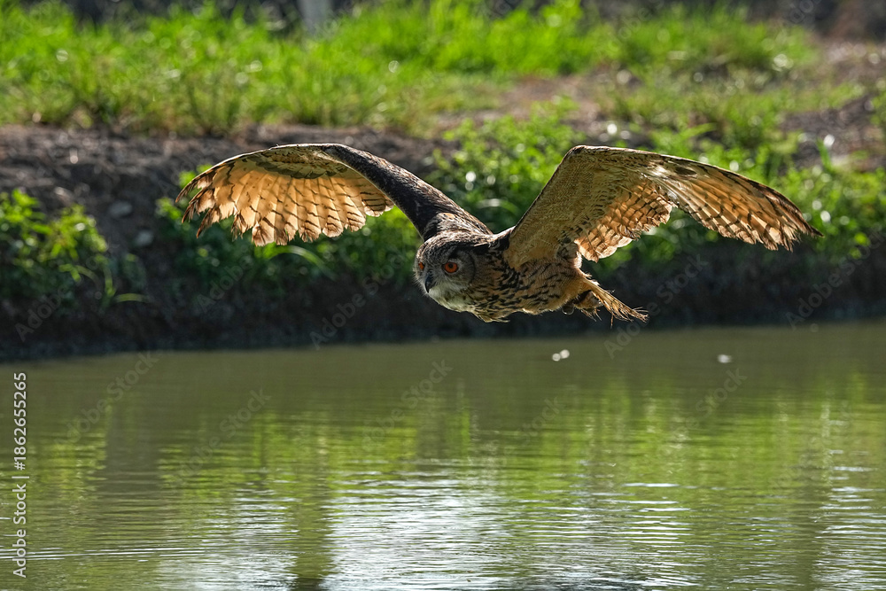 Fototapeta premium We train Eurasian eagle owls to fly in order to take photographs.