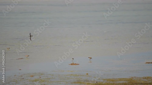 A small Black-bellied Tern (Sterna acuticauda) is captured wading through the shallow, muddy waters of Barr al Hickman, located in the Al Sharqiyah South Governorate, Oman.