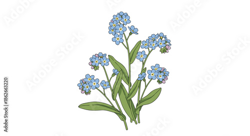 A delicate and beautiful illustration of a forget-me-not flower stalk with small blue blossoms and green leaves on a white background.