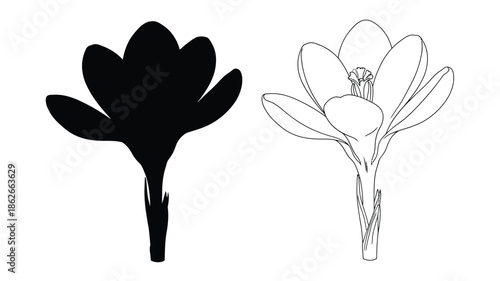 Floral depiction of a crocus bloom showing both line art and silhouette