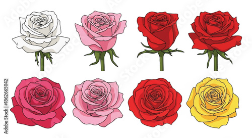 Detailed Botanical Rose Flower Set Featuring Pink and Red Roses in Various Bloom Stages